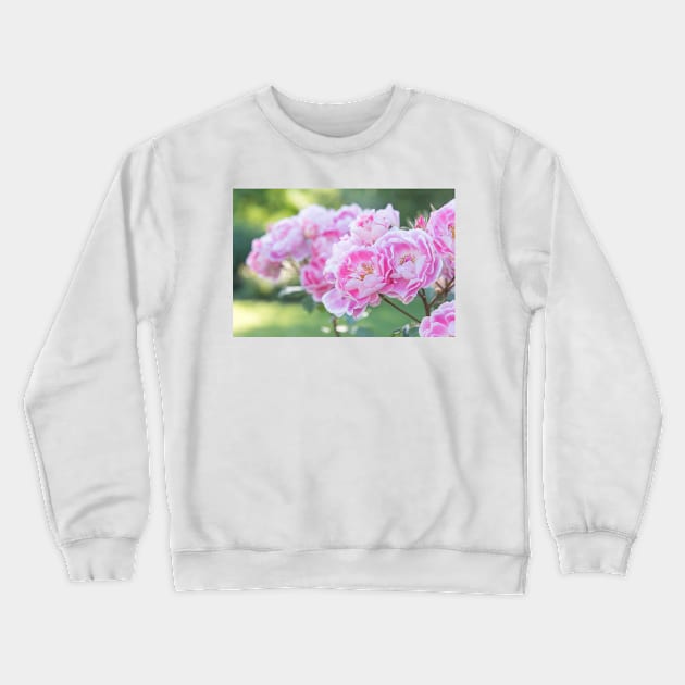 Pink and White Roses in Garden Crewneck Sweatshirt by Amy-K-Mitchell